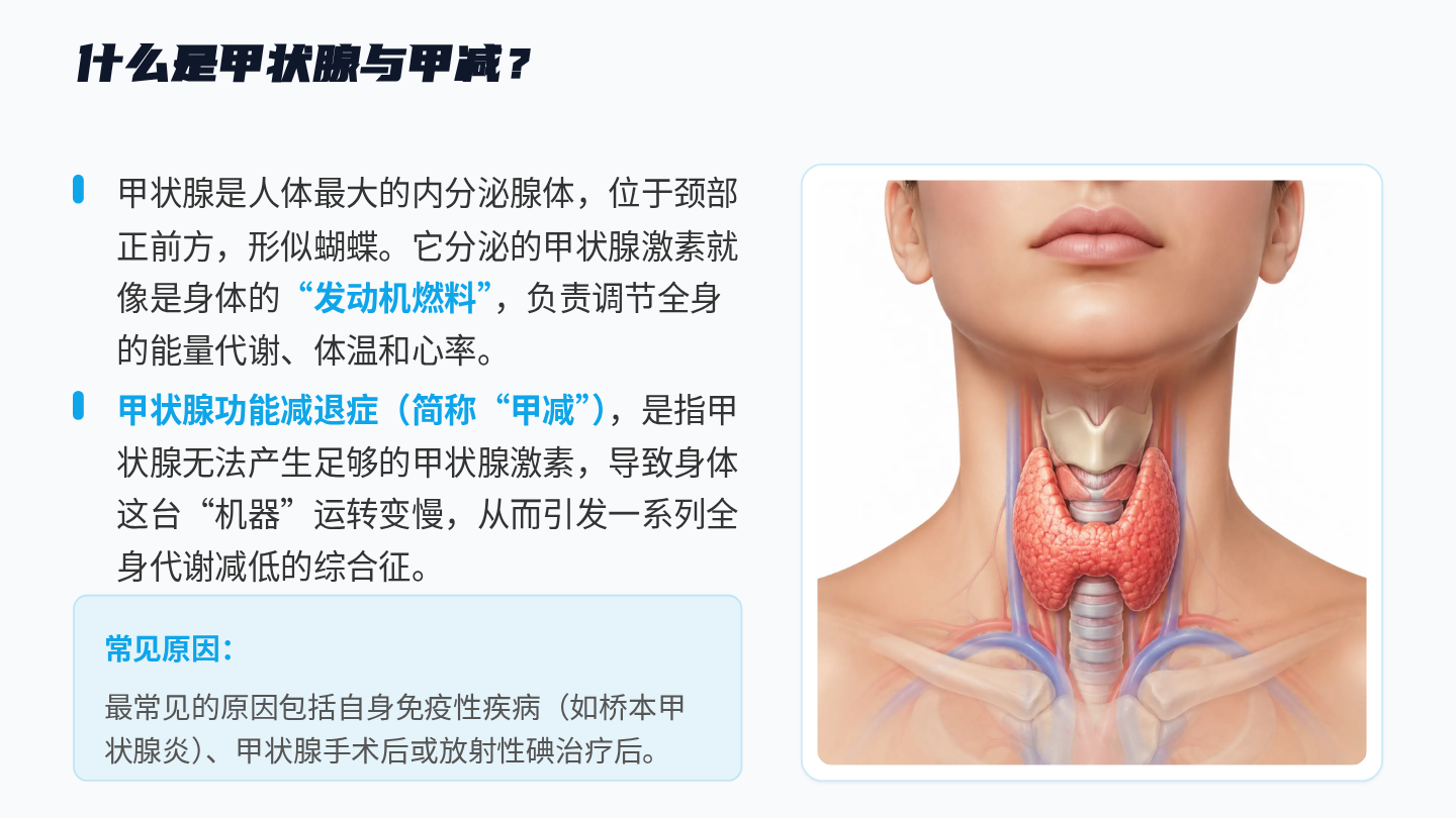 甲减健康宣教 第3页
