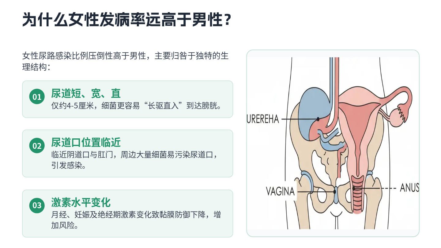 尿路感染健康宣教 第7页
